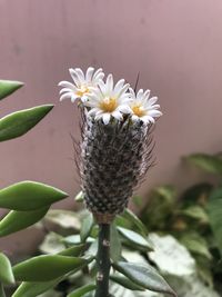 Close-up of succulent plant