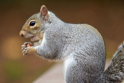 Close up of a grey squirrel eating a nut 