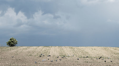 Scenic view of field against sky