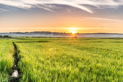 Scenic view of field against sky during sunset