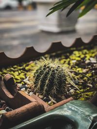 Close-up of cactus plant