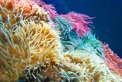 Close-up of jellyfish in sea