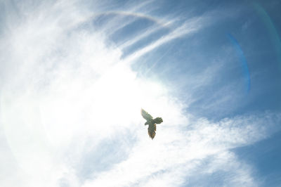 Low angle view of a bird flying