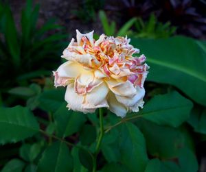 Close-up of flower blooming outdoors