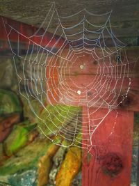 spider web