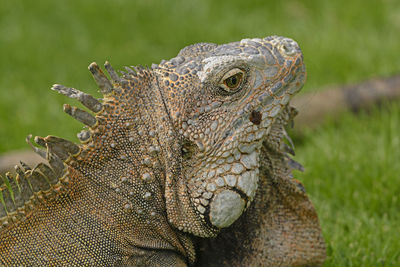 Close-up of a lizard