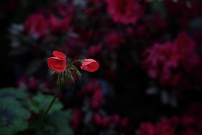 Close-up of red flowers blooming outdoors