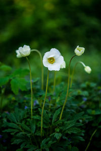 Close-up of white flowering plants