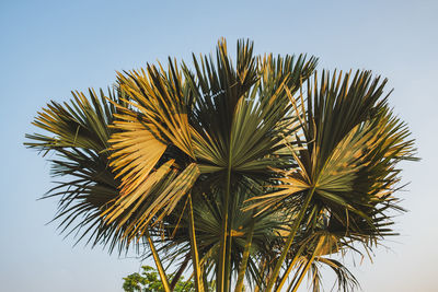 Low angle view of palm tree against clear sky