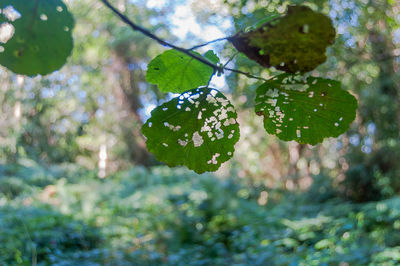 Close-up of plants growing on tree