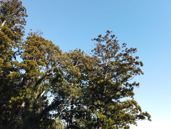 Low angle view of tree against blue sky