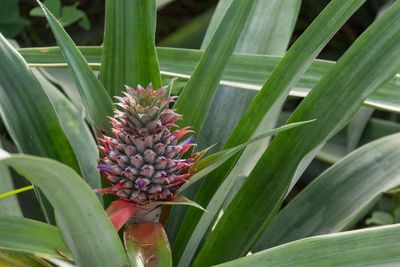 Close-up of fruits growing on plant