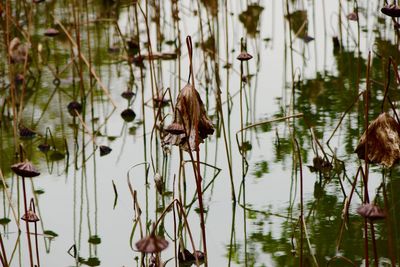 Reflection of plants in lake