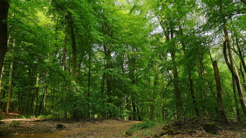 Trees in forest