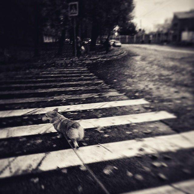 animal themes, one animal, pets, mammal, domestic animals, selective focus, street, domestic cat, the way forward, transportation, surface level, wildlife, focus on foreground, outdoors, tree, road, cat, stray animal, day, dog