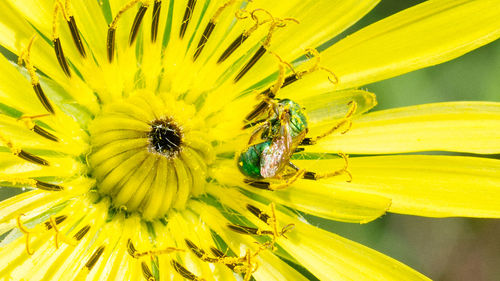 Close-up of honey bee pollinating flower