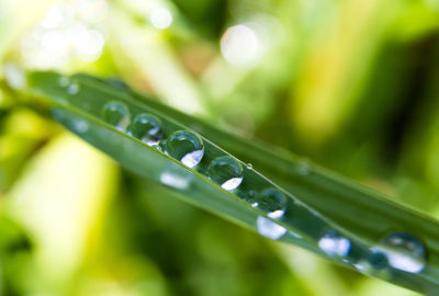 Close-up of water drops on grass