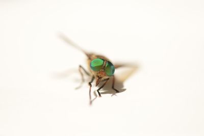 Close-up of insect on white background