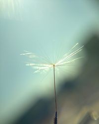 Close-up of dandelion