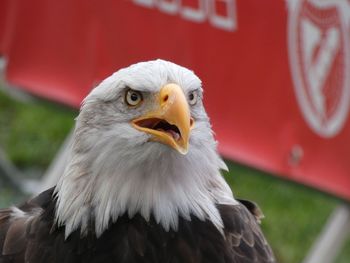 Close-up of eagle against blurred background