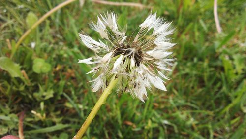 Close-up of white dandelion flower