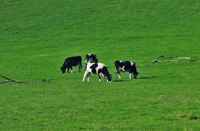 Cows grazing in grassy field