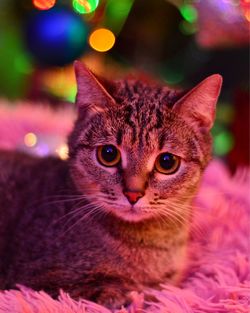 Close-up portrait of a cat