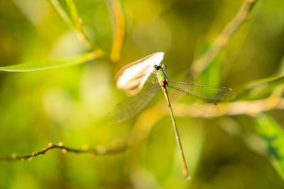 Close up of dragonfly sitting on rich green grass