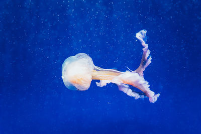 Close-up of jellyfish in sea