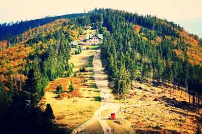 Road amidst trees in forest against sky