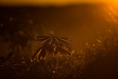 Nature's dewy elegance. lupin leaves adorned in water droplets in northern europe