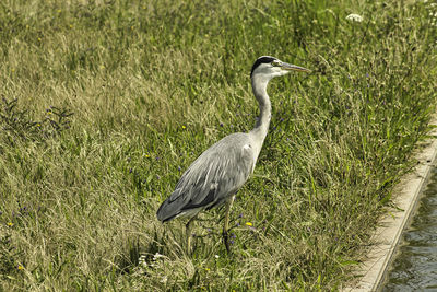 High angle view of gray heron on field