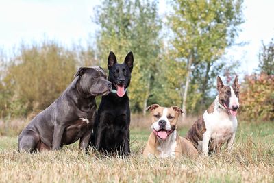 Dogs in a field - guard breeds