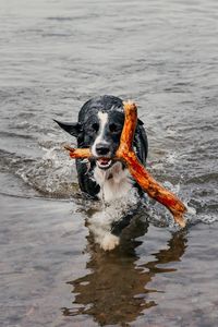 Portrait of dog