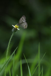 Close-up shot of a wild flower and insects and what is happening in the outgrowths.