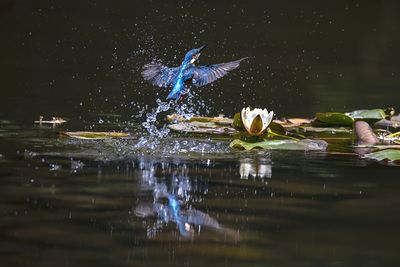 View of birds swimming in lake