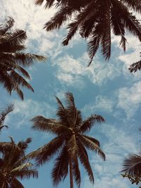 Low angle view of palm trees against sky