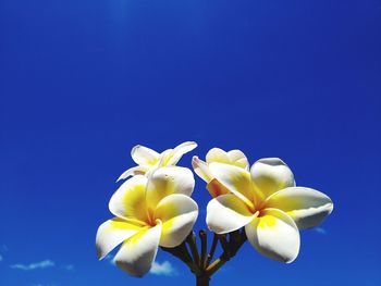 Close-up of blue flower against clear sky