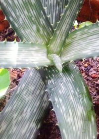 Close-up of water drop on leaf