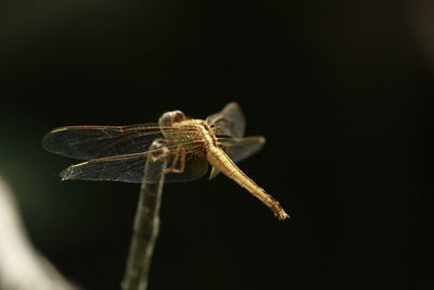 Close-up of dragonfly over black background