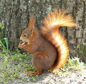 Close-up of squirrel on tree trunk