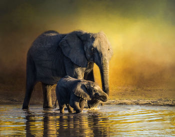 View of elephant in water at sunset
