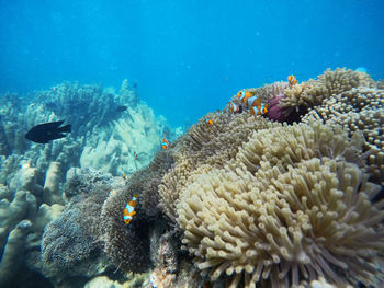 Fish swimming in sea