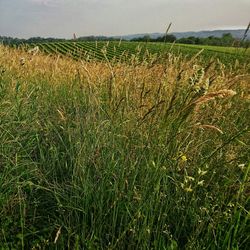 Plants growing on field