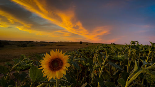 Scenic view of sunflower field against sky at sunset