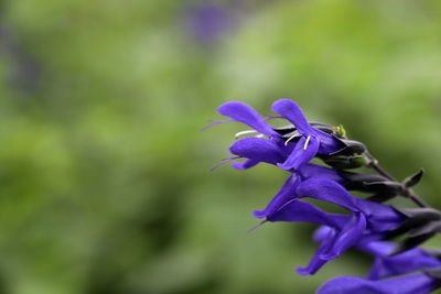 Close-up of purple flowering plant