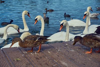 Ducks in a lake