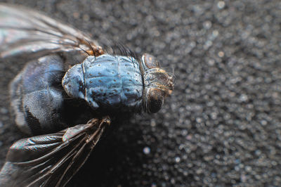 Dead fly lying upside down, macro shot. insect on a dark background