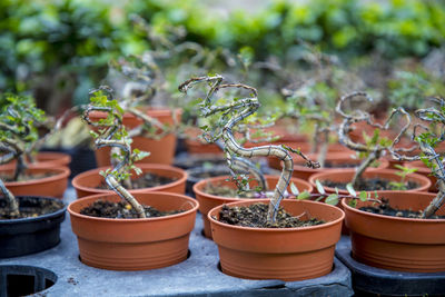 Close-up of potted plants in garden