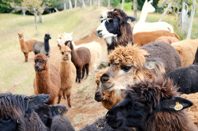 Close-up of sheep